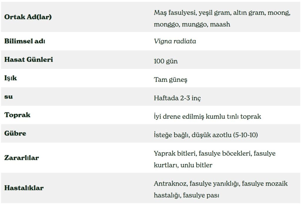 Mung Fasulyesi Bitkisi